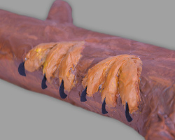 Bild von den Füßen eines Uhus, der auf einem Ast sitzt