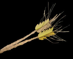 Bild von Gerste aus Papier