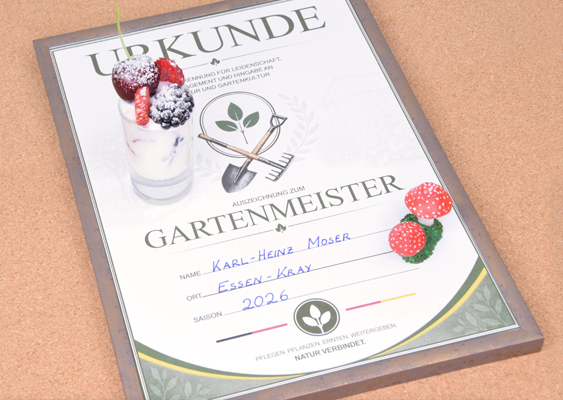 Gartenmeister-Urkunde mit Beerenjoghurt, Fimo-Fliegenpilzen und sommerlicher Selbstversorger-Atmosphäre Das dritte Motiv präsentiert die neutralere Variante der Gartenmeister-Urkunde und wirkt dadurch besonders modern, ruhig und naturverbunden. Im Vergleich zur monarchistischen Ausführung mit Krone und prunkvollen Ornamenten setzt dieses Design stärker auf schlichte Wertigkeit, klare Formen und eine harmonische Farbgebung. Gerade dadurch entsteht eine warme, authentische Atmosphäre, die hervorragend zum Thema Garten, Selbstversorgung und handwerklicher Leidenschaft passt. Die Urkunde liegt leicht schräg auf einer dunklen Holzplatte und hebt sich dadurch elegant vom warmen Hintergrund in Korkoptik ab. Bereits auf den ersten Blick fällt die große Überschrift „URKUNDE“ ins Auge, die in einer klassischen Serifenschrift gehalten ist und dem Dokument einen offiziellen, beinahe traditionsreichen Charakter verleiht. Darunter befindet sich ein dezentes botanisches Emblem mit gekreuzten Gartengeräten und einem jungen Pflänzchen. Dieses Symbol steht sinnbildlich für Pflege, Wachstum und die enge Verbindung zwischen Mensch und Natur. Die zurückhaltende Gestaltung wirkt bewusst seriös und zeitlos. Feine Blattornamente im Hintergrund verleihen der Urkunde Tiefe, ohne sie überladen erscheinen zu lassen. Der eingetragene Name „Karl-Heinz Moser“, der Ort „Essen-Kray“ sowie die Saison „2026“ machen die Auszeichnung persönlich und glaubwürdig – fast so, als wäre sie von einem traditionsreichen Gartenbauverein offiziell verliehen worden. Besonders liebevoll wurde erneut die kulinarische Dekoration inszeniert. Links oben steht ein kleines Glas mit einem cremigen High-Protein-Kokosnussjoghurt der Marke Milbona von Lidl. Verfeinert wurde dieser mit Erdbeeren, Heidelbeeren und Kirschen, die dekorativ über den Glasrand hinausragen. Eine feine Schicht aus Zucker und Staubzucker verleiht den Früchten eine beinahe märchenhafte Optik und erinnert an sommerliche Desserts aus dem eigenen Garten. Die satten Rot- und Dunkelvioletttöne der Früchte setzen lebendige Farbakzente und harmonieren wunderbar mit den sanften Grün- und Cremetönen der Urkunde. Rechts unten befinden sich zwei kleine Fliegenpilze aus Fimo-Modelliermasse. Die roten Kappen mit ihren weißen Punkten sorgen für einen verspielten Akzent und verstärken den märchenhaften Charakter der Szene. Gerade dieses Detail weckt Erinnerungen an Waldspaziergänge, Herbstdekorationen und liebevoll gestaltete Gartenwelten. Gleichzeitig lockern die Pilze die eher sachliche Gestaltung der Urkunde charmant auf und verleihen dem Bild eine kreative Handschrift. Die gesamte Komposition wirkt bewusst entschleunigt und handgemacht. Nichts erscheint steril oder künstlich. Stattdessen entsteht der Eindruck eines gemütlichen Nachmittags zwischen Gartenlaube, Erntekorb und selbstgemachten Köstlichkeiten. Genau darin liegt die Stärke der Inszenierung: Sie verbindet Naturverbundenheit, Humor und Wertschätzung zu einer kleinen Hommage an all jene Menschen, die trotz stressigem Alltag noch Zeit und Energie in Pflanzen, Obst und Gemüse investieren. Besonders bemerkenswert ist erneut, dass sämtliche Elemente der Szene – von der Gestaltung der Urkunde über die Dekoration bis hin zur fotografischen Umsetzung – von Veronika Helga Vetter konzipiert und umgesetzt wurden. Als renommierte Papier- und Webkünstlerin entwickelt sie seit 2011 kreative Projekte mit hohem Wiedererkennungswert und einem ausgeprägten Gespür für nostalgische Bildwelten, liebevolle Details und handwerkliche Ästhetik. Die gezeigte Gartenmeister-Urkunde kann kostenlos als PDF-Datei auf gws2.de heruntergeladen werden. Enthalten sind unterschiedliche Designs für Gartenmeister und Gartenmeisterinnen – von schlicht-modern bis hin zur monarchistisch inspirierten Ehrenurkunde. Mai 2026